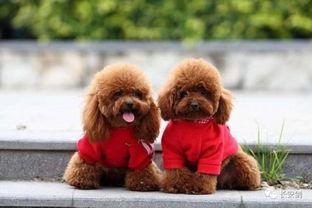 天门泰迪爆料视频最新,事件背后惊人真相 第1张 天门泰迪爆料视频最新,事件背后惊人真相 第1张