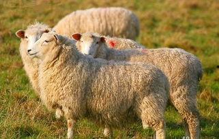 羊了个羊最新娱乐爆料,网友热议不断! 第3张 羊了个羊最新娱乐爆料,网友热议不断! 第3张